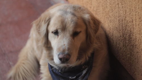 Close-up portrait of dog