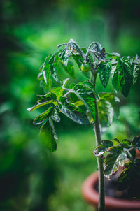 Close-up of fresh green leaves on plant