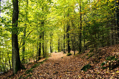 Trees in forest during autumn