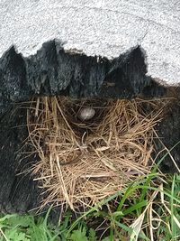 High angle view of bird in nest