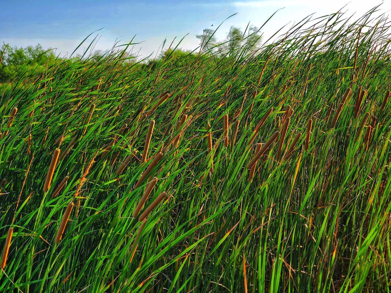 HIGH ANGLE VIEW OF STALKS AGAINST SKY