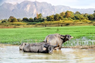 Elephant in a lake