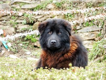 Portrait of black dog sitting on grass