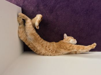 Directly above shot of brown cat relaxing by table on rug