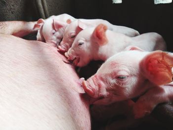 Close-up of 1-day old piglets