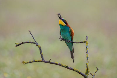 Close-up of bird perching on branch