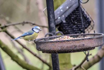 Close-up of bird perching on feeder