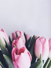 Close-up of pink tulips against white background