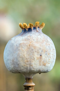 Close-up of mushrooms on flower