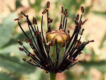 Close-up of wilted plant