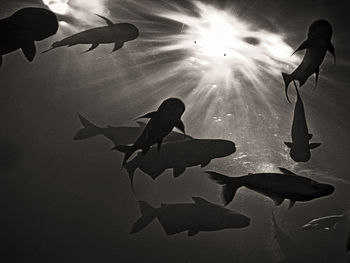 Silhouette of fish swimming in sea