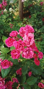 Close-up of pink roses