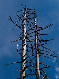 Low angle view of bare tree against blue sky