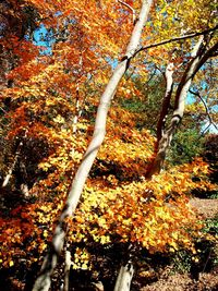 Trees in autumn