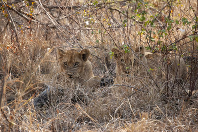 Lions resting in the heat of the day