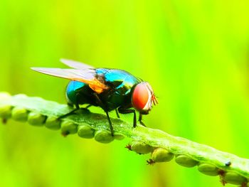 Close-up of insect on plant