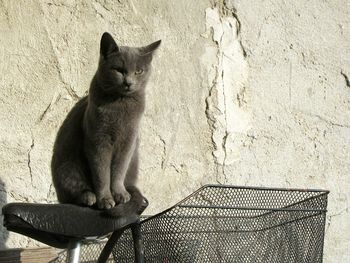 Cat sitting outdoors