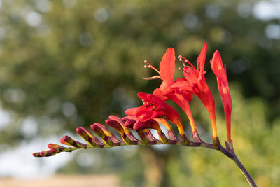 Close up of a valentine flower in bloom