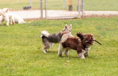 Dogs on grassy field