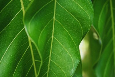 Full frame shot of leaf
