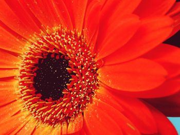 Close-up of red flower