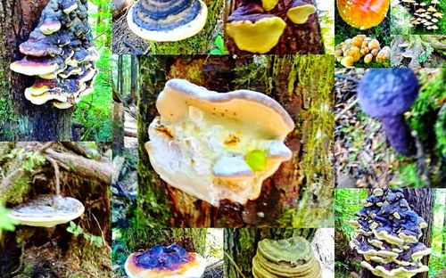 Close-up of leaves on table