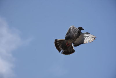 Low angle view of bird flying against clear blue sky