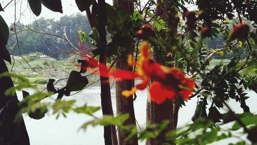 Close-up of flowers and leaves