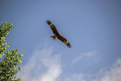 Low angle view of eagle flying against sky