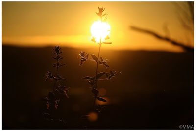 View of plants at sunset