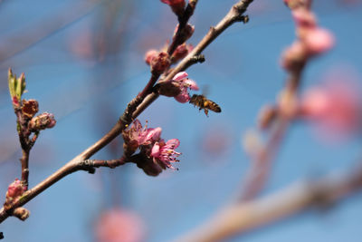 Close-up of cherry blossoms in spring