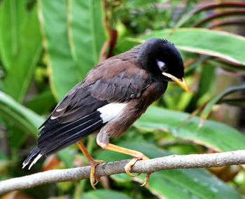 Close-up of bird perching on branch