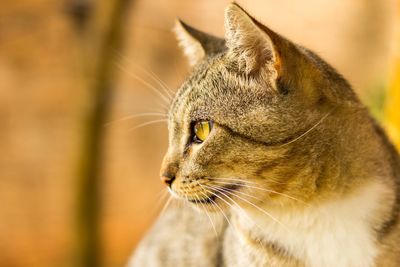 Close-up of cat