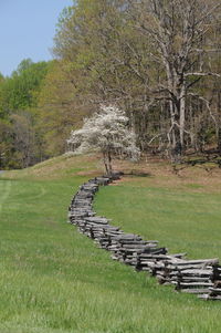 Trees on grassy field