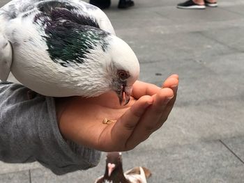 Feeding pigeons 