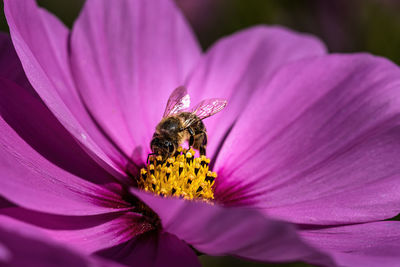 Close-up of honey bee pollinating on pink flower