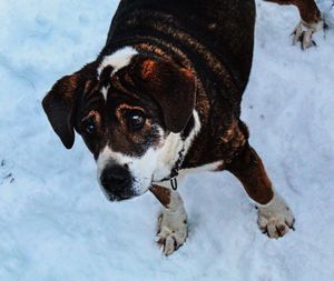 High angle view of dog on snow