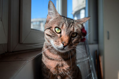 Close-up portrait of a cat