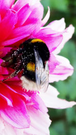 Close-up of bee pollinating flower