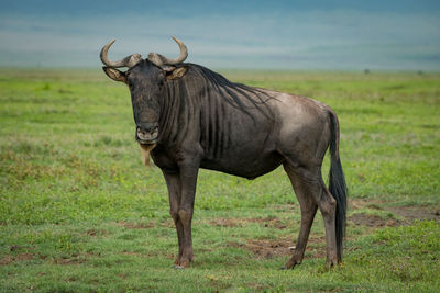 Wildebeest standing on grassy field