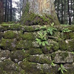 Close-up of moss growing on tree trunk