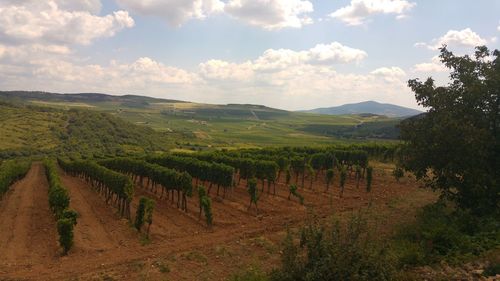 Scenic view of vineyard against sky