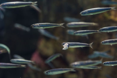 Close-up of turtle in water