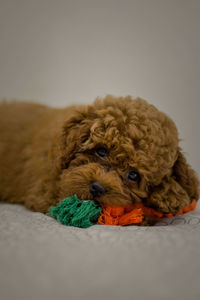 Portrait of a dog resting