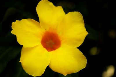 Close-up of yellow flower blooming outdoors