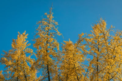 Low angle view of autumn trees against blue sky