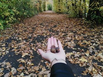 Cropped image of woman with acorns on palm against autumn leaves covered walkway