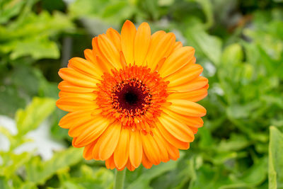 Close-up of orange flower blooming outdoors