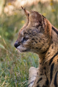 Close-up of an animal serval 