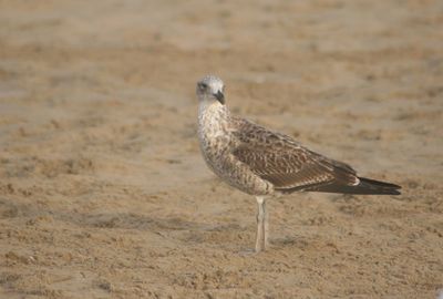 Bird on the beach